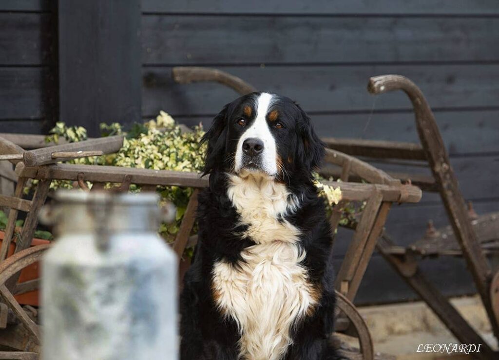 Allenavamento dell even Cermenate Como Allevamento Professionale del Bovaro del Bernese Italia 10 Allevamento dell'Even Bovaro del Bernese