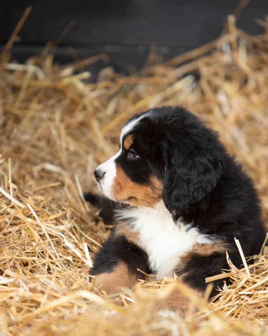 Bovaro del Bernese: Stile di Vita e Compatibilità