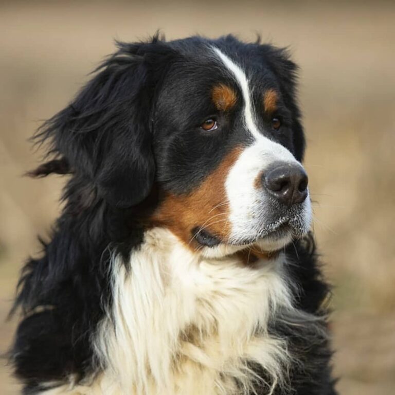 Bovaro del Bernese allevamento a Cermenate Allevamento dell'Even Allevamento dell'Even,Allevamento,Cermenate,Allevamento Bovaro del Bernese
