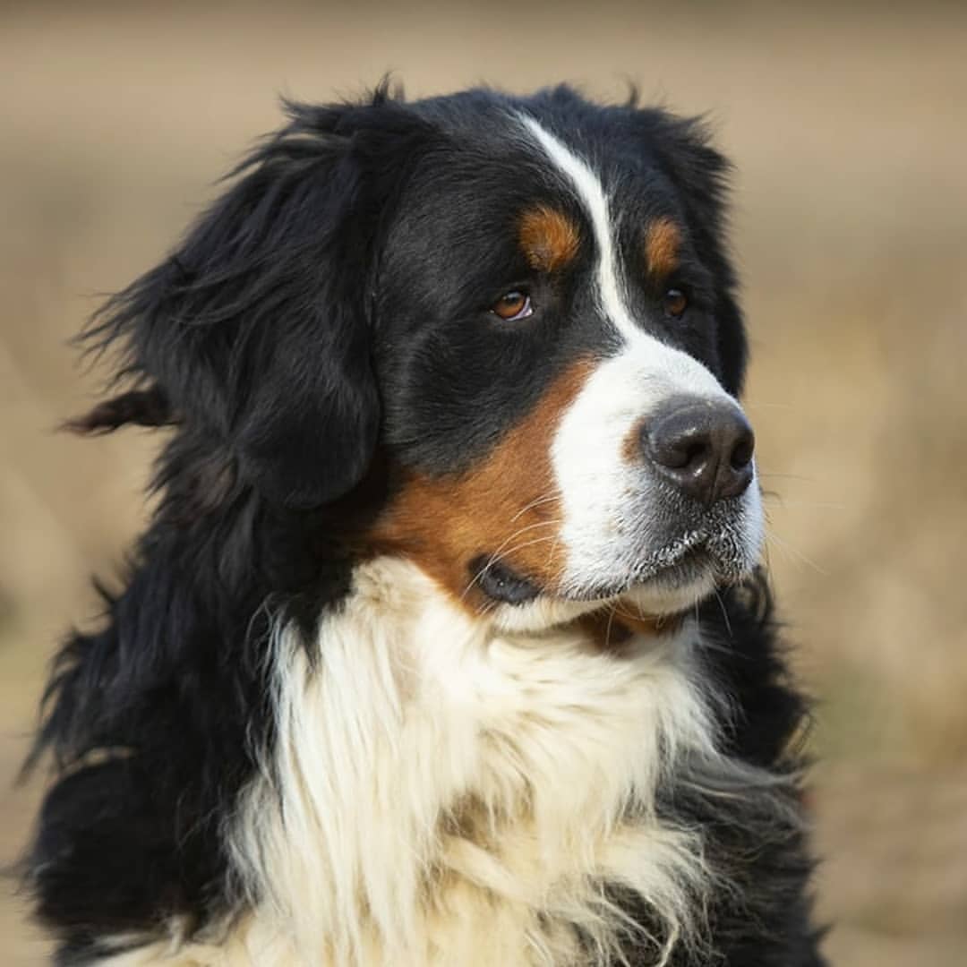 Bovaro del Bernese: Cura e Gestione