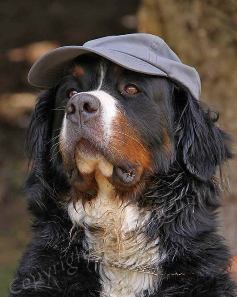Bovaro del Bernese Consigli per Futuri Proprietari Allevamento dell'Even Allevamento dell'Even,Allevamento,Cermenate,Allevamento Bovaro del Bernese