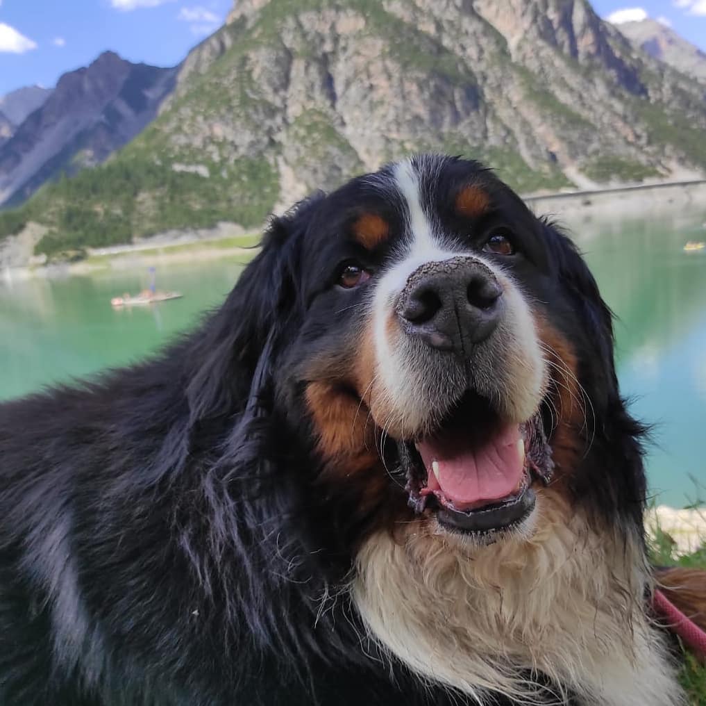 Bovaro del Bernese Curiosita e Approfondimenti Allevamento dell'Even Bovaro del Bernese,Curiosità,Approfondimenti