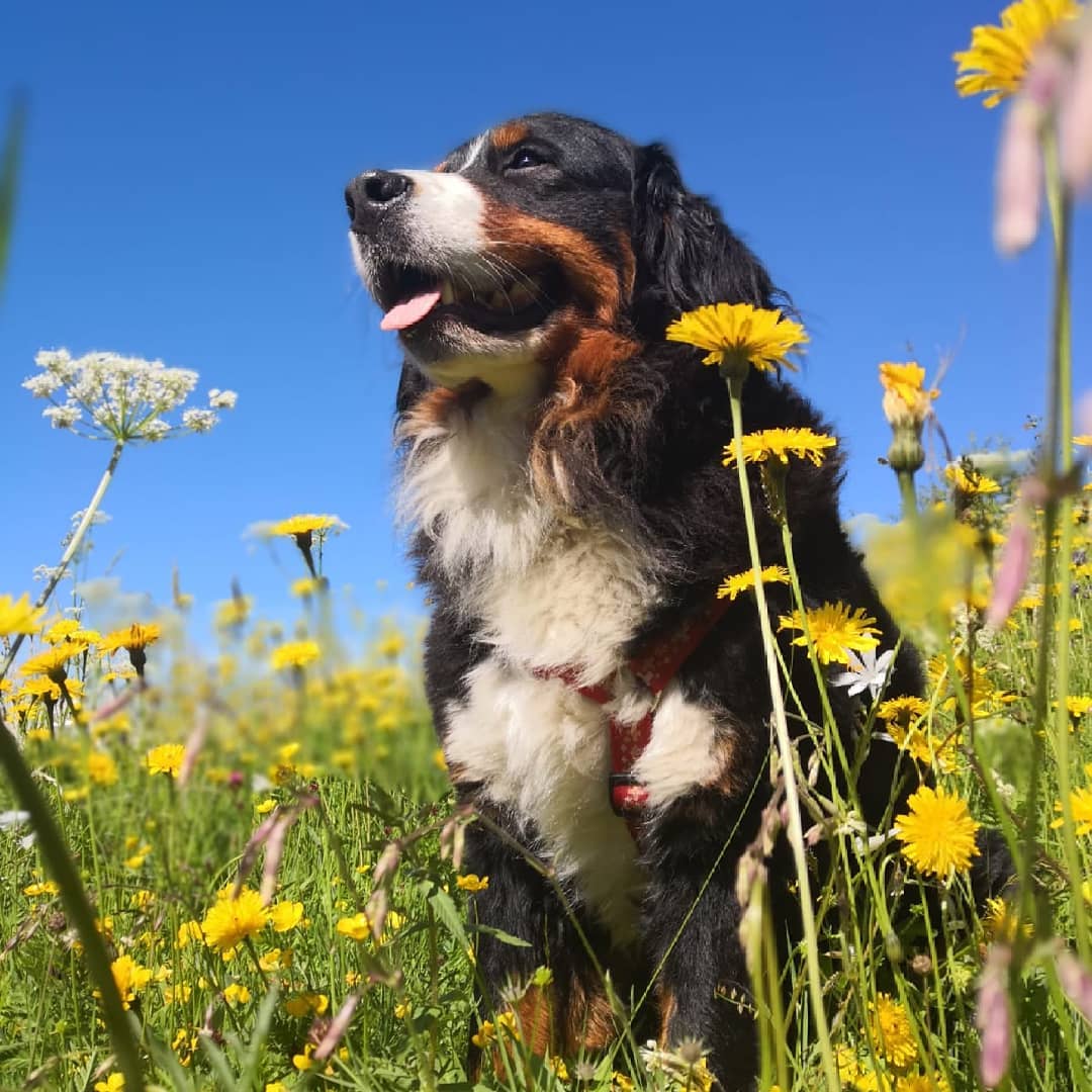 Bovaro del Bernese: Idee di Giochi e Attività per il Tuo Amico Peloso