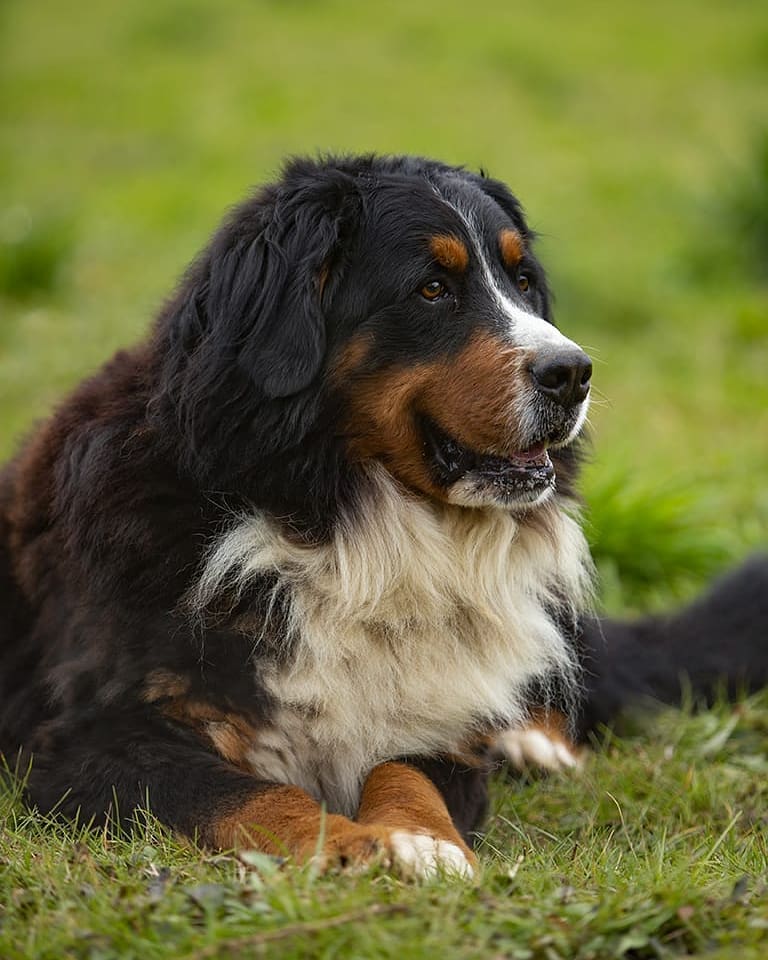 Bovaro del Bernese Stile di Vita e Compatibilita Allevamento dell'Even Bovaro del Bernese,Stile di Vita e Compatibilità