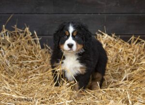 Chi Siamo 6 I nostri cuccioli Even Bovaro del Bernese2 Allevamento dell'Even Chi siamo,Cermenate
