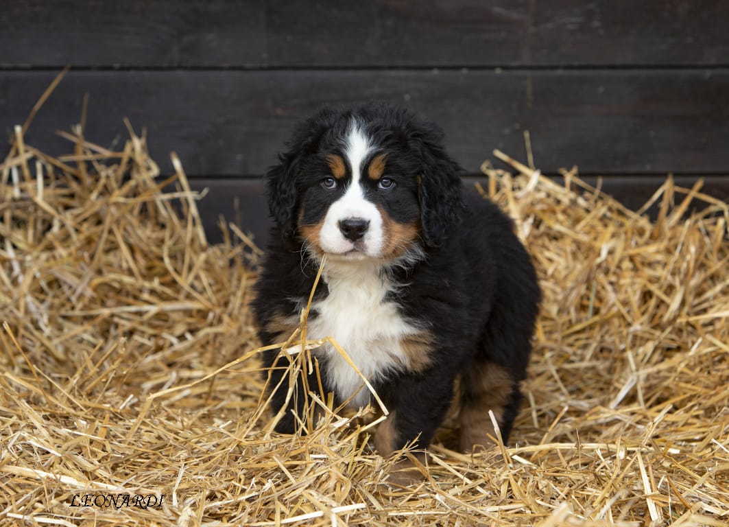 I nostri cuccioli Even Bovaro del Bernese2 Allevamento dell'Even Allevamento dell'Even