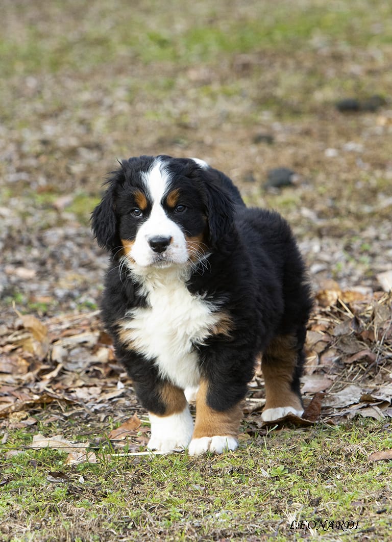 I nostri cuccioli Even Bovaro del Bernese3 Allevamento dell'Even Allevamento dell'Even