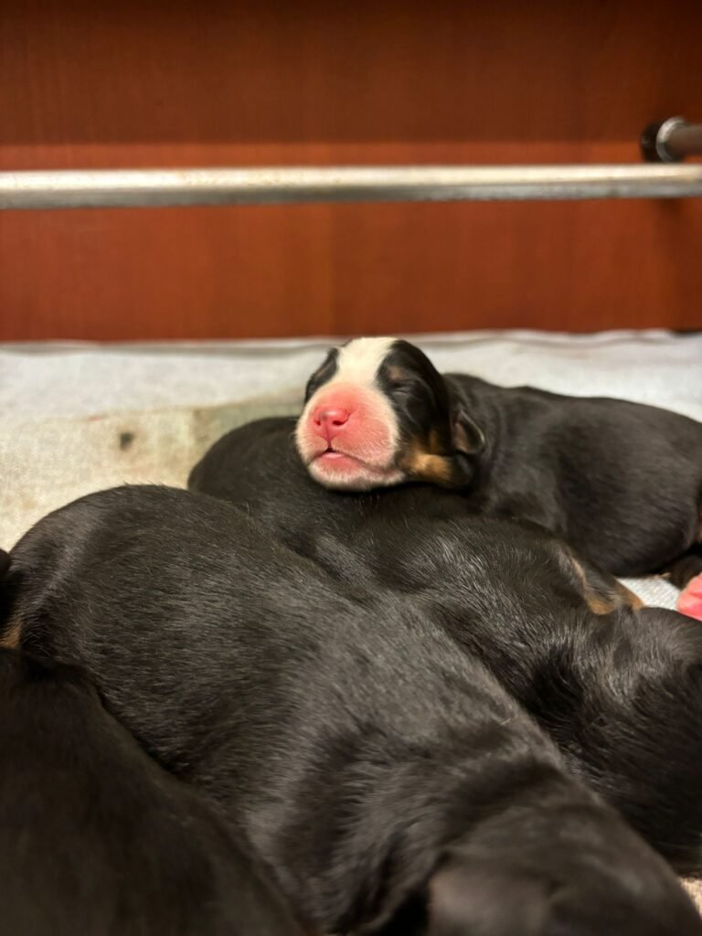 Cuccioli, Even Bovaro del Bernese