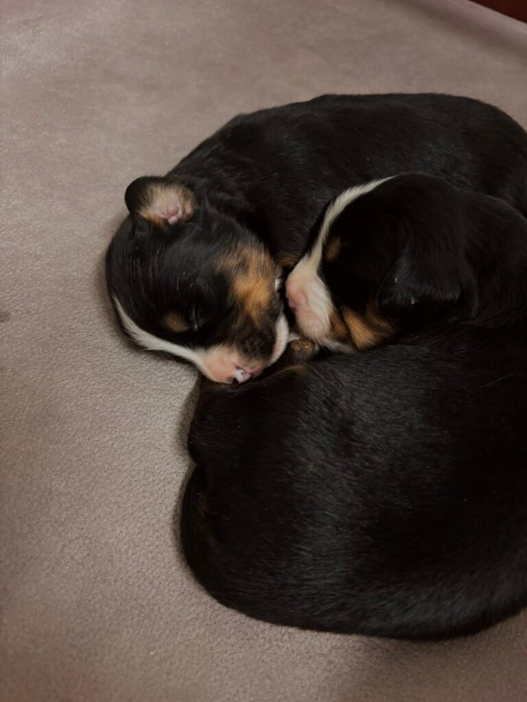 Cuccioli, Even Bovaro del Bernese