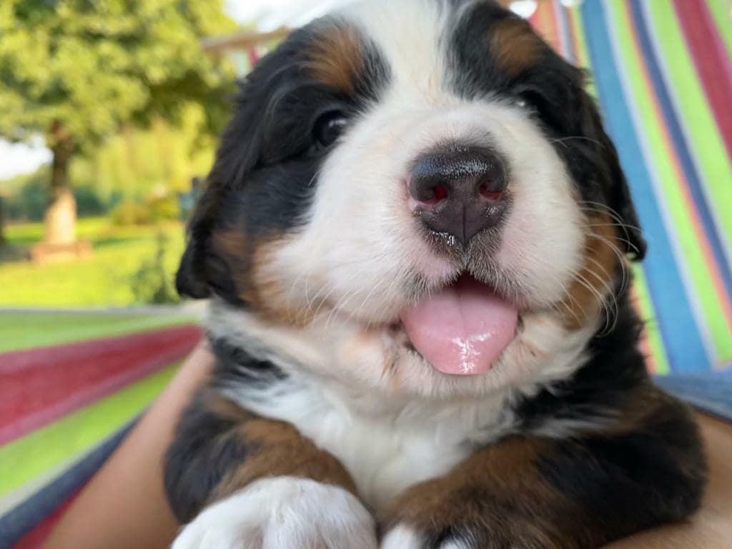 Cuccioli