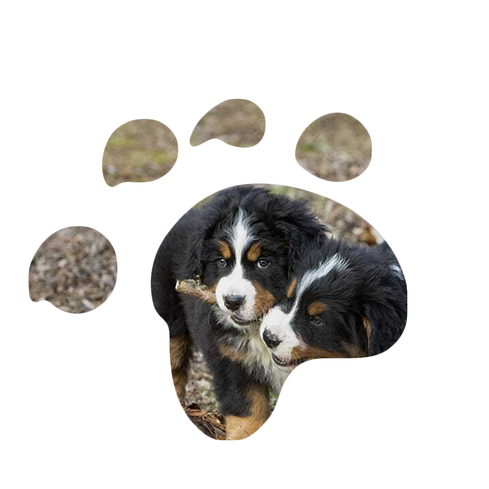 I nostri cuccioli, Allevamento dell'Even Cermenate Como