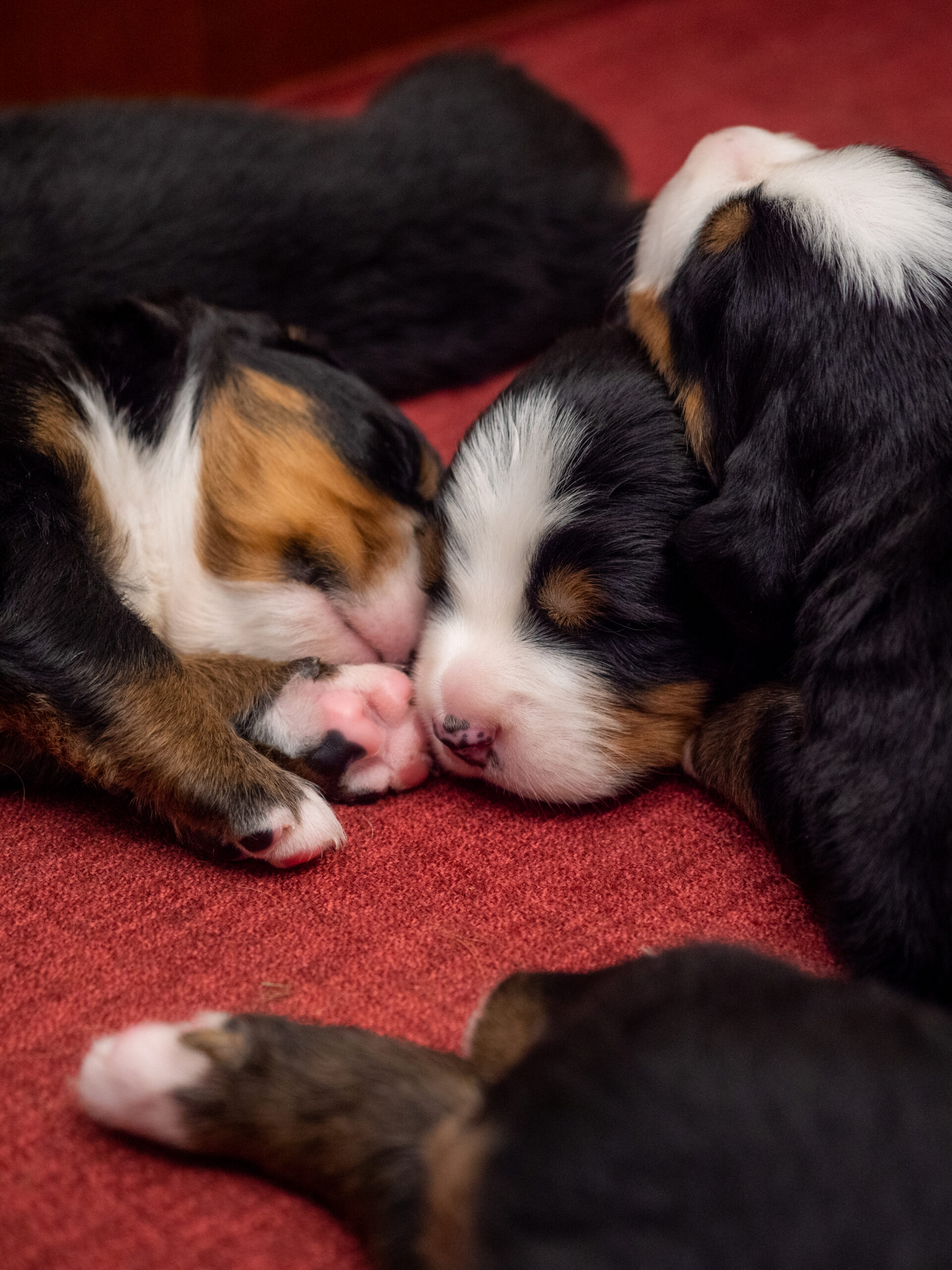 Cuccioli di Bovaro del Bernese