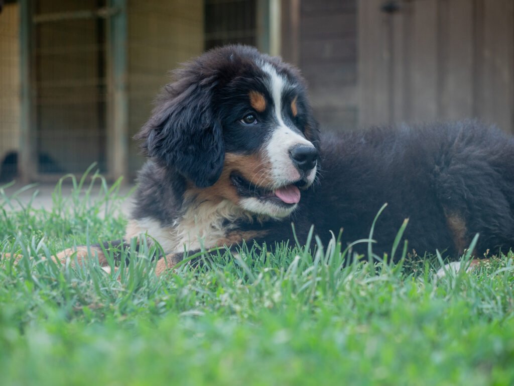 Cuccioli di Bovaro del Bernese — immagine 2