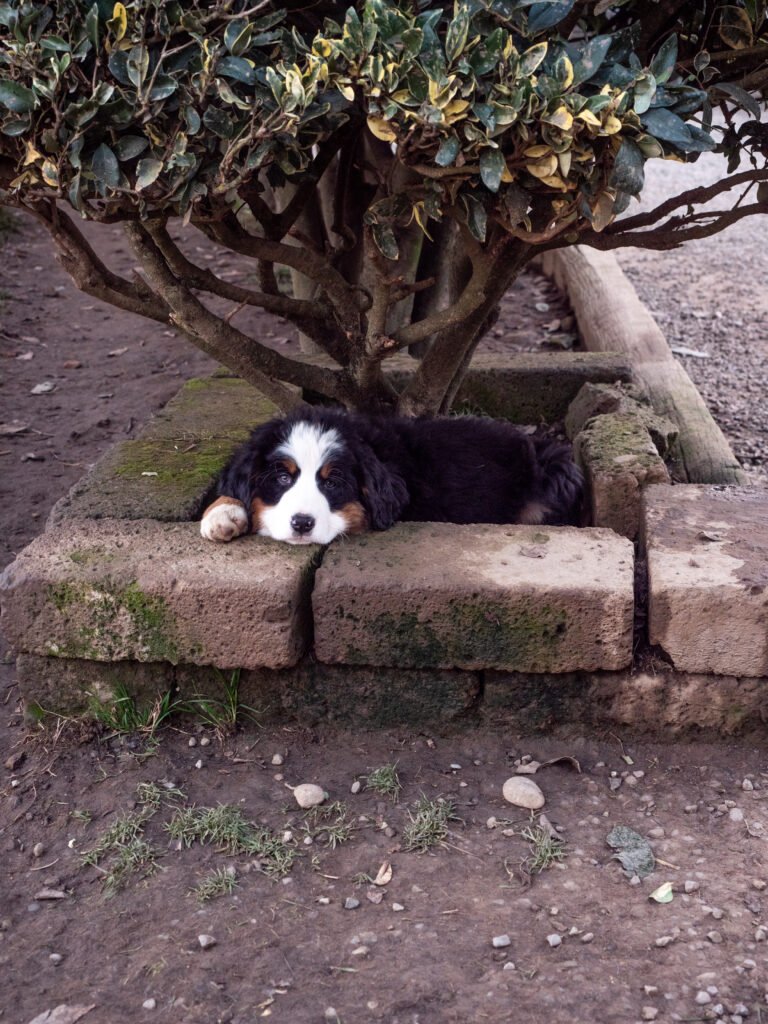 Cuccioli di Bovaro del Bernese — immagine 1