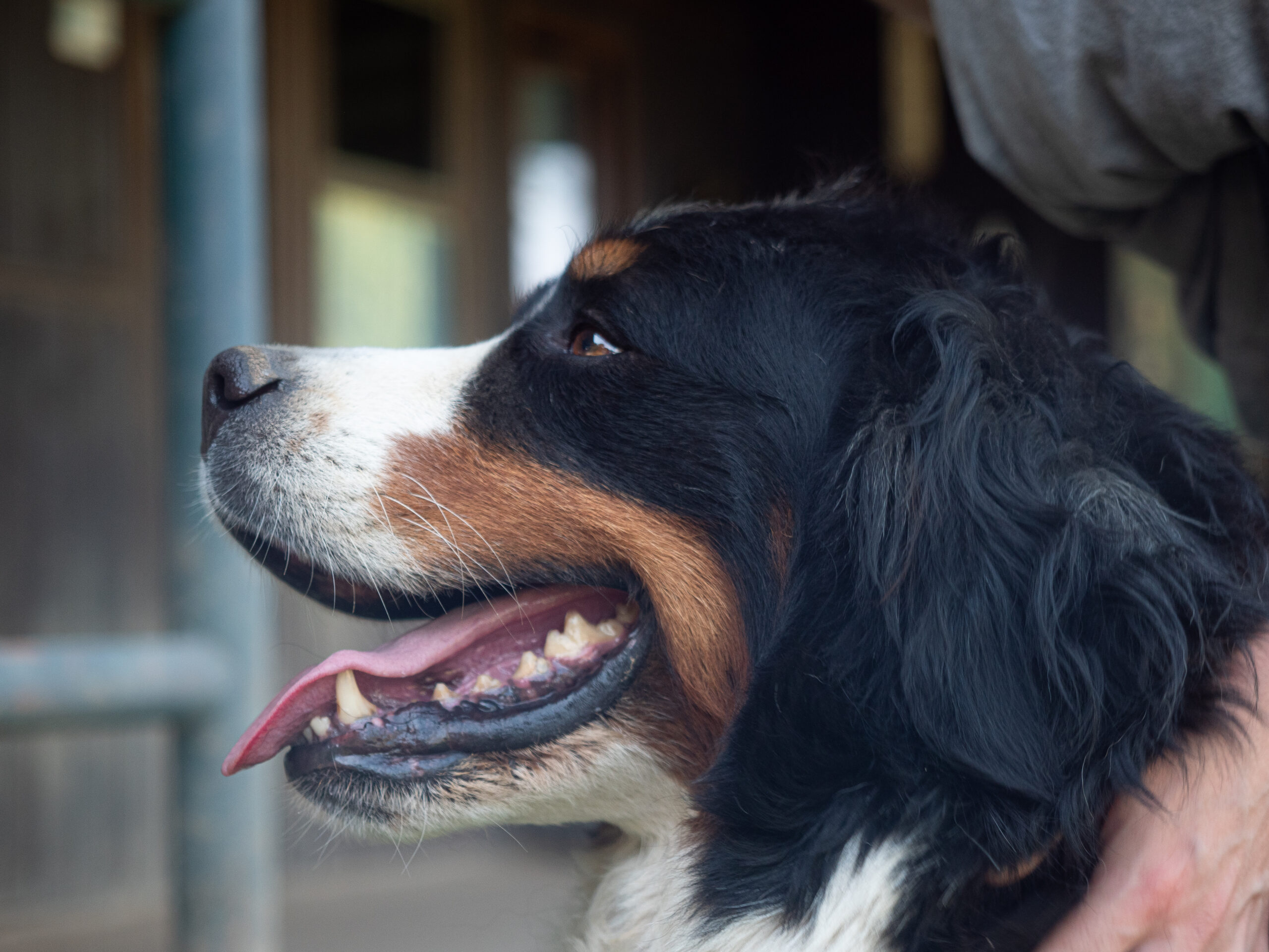 Bovaro del Bernese