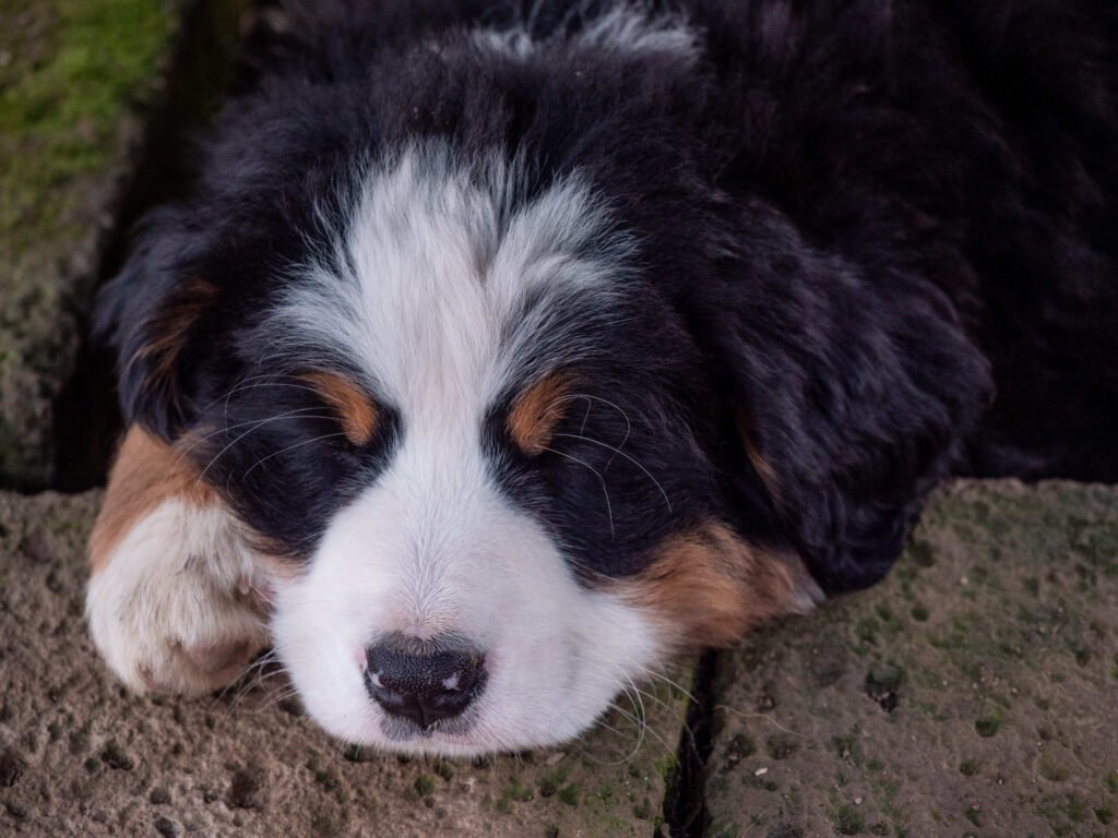 Cuccioli di Bovaro del Bernese — immagine 3
