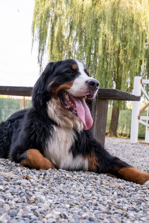 Bovaro Day Allevamento dellEven evento gratuito con i bovari del bernese in provincia di Como DEA Allevamento dell'Even allevamento bovaro del bernese Lombardia
