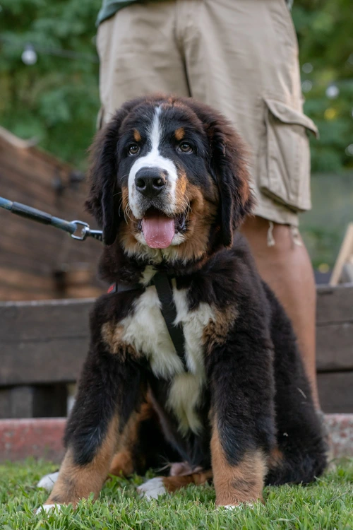 Bovaro-Day-Allevamento-dellEven-evento-gratuito-con-i-bovari-del-bernese-in-provincia-di-Como