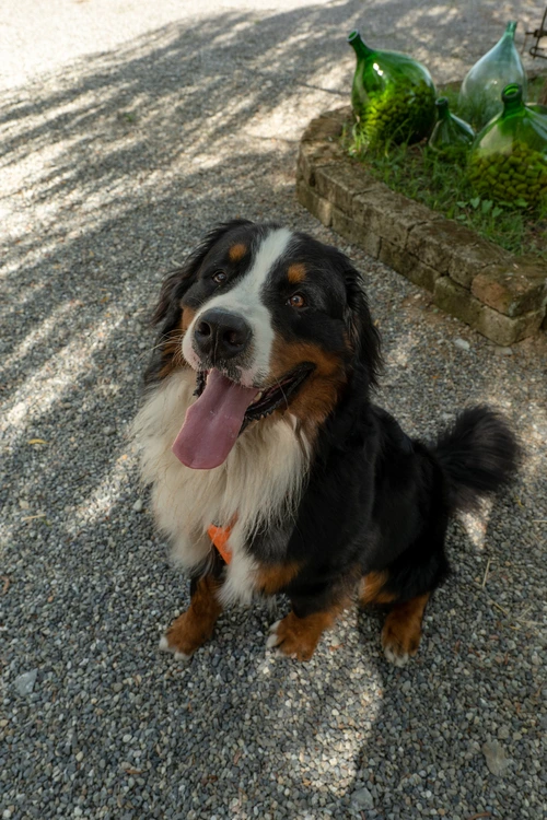 Bovaro Day Allevamento dellEven evento gratuito con i bovari del bernese in provincia di Como QUATTRO Allevamento dell'Even allevamento bovaro del bernese Lombardia