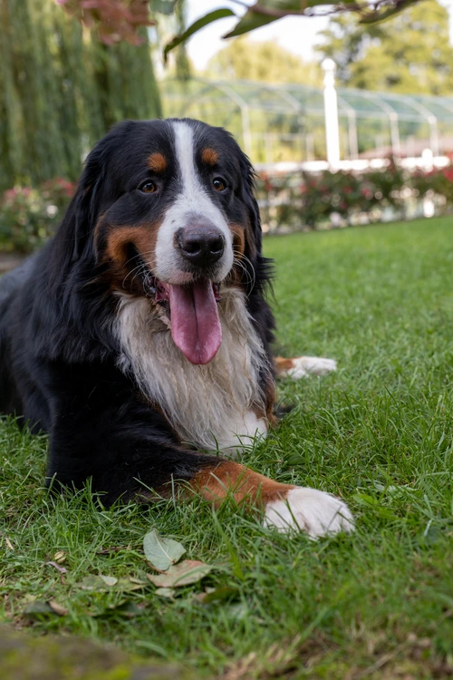 la-bernesata-Allevamento-dellEven-evento-gratuito-con-i-bovari-del-bernese-in-provincia-di-Como