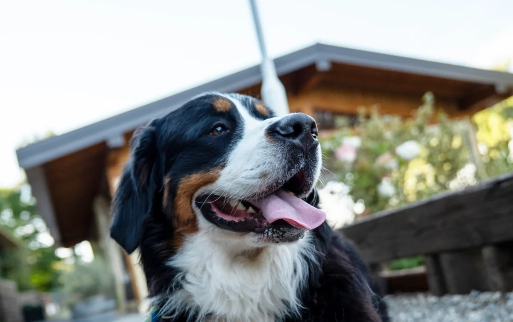 La Bernesata Allevamento dell'Even - evento gratuito con i bovari del bernese in provincia di Como